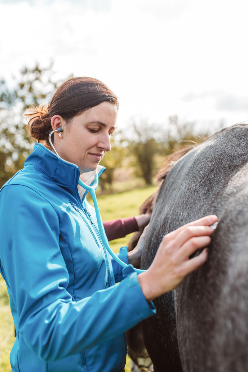 Onderzoeken van een paard met een stethoscoop.